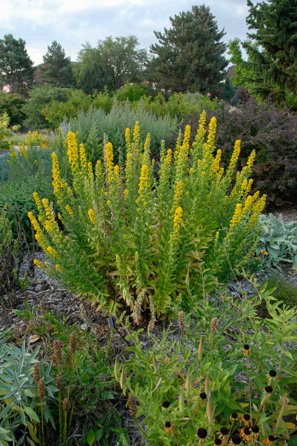 Wichita Mountain Goldenrod